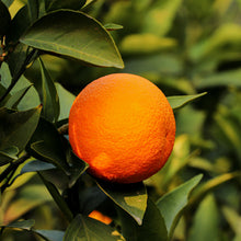 Load image into Gallery viewer, Orange | Seedless Valencia