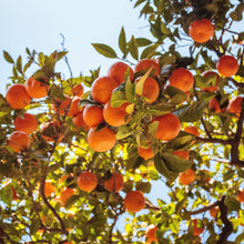 Load image into Gallery viewer, Orange | Seedless Valencia