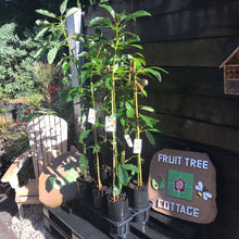 Load image into Gallery viewer, Avocado | Fuerte