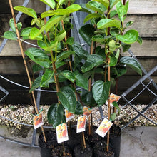 Load image into Gallery viewer, Persimmon | Fuyu