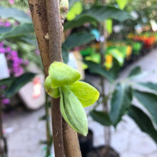 Load image into Gallery viewer, Persimmon | Nightingale