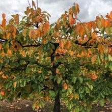 Load image into Gallery viewer, Persimmon | Fuyu