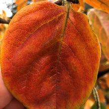 Load image into Gallery viewer, Persimmon | Jiro (Dwarf)