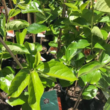 Load image into Gallery viewer, Persimmon | Jiro (Dwarf)