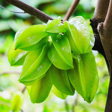 Load image into Gallery viewer, Star Fruit | Carambola