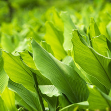 Load image into Gallery viewer, Turmeric | Curcuma Longa