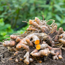 Load image into Gallery viewer, Turmeric | Curcuma Longa