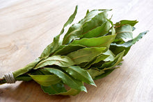 Load image into Gallery viewer, Bay Laurel | Bay Leaf Tree