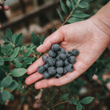 Load image into Gallery viewer, Blueberries | Misty Blueberry
