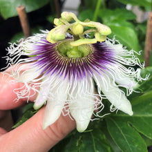 Load image into Gallery viewer, Passionfruit | Flamenco