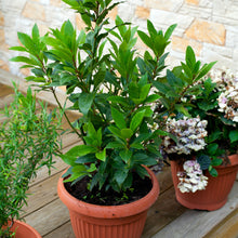 Load image into Gallery viewer, Bay Laurel | Bay Leaf Tree