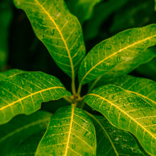 Load image into Gallery viewer, Mango | R2E2