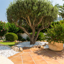 Load image into Gallery viewer, Olive | Manzanillo