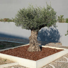 Load image into Gallery viewer, Olive | Del Morocco