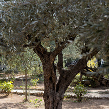 Load image into Gallery viewer, Olive | Manzanillo