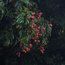 Load image into Gallery viewer, Lychee | Wai Chee