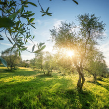 Load image into Gallery viewer, Olive | Arbequina