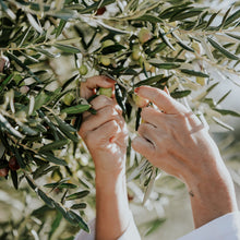 Load image into Gallery viewer, Olive | Arbequina