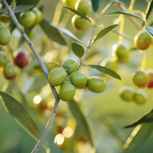 Load image into Gallery viewer, Olive | Arbosana