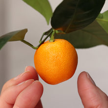 Load image into Gallery viewer, Calamansi | Calamondin Kumquat