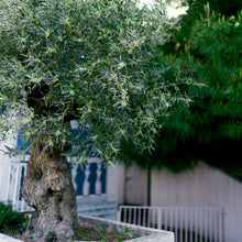 Load image into Gallery viewer, Olive | Del Morocco