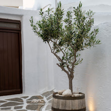 Load image into Gallery viewer, Olive | Manzanillo