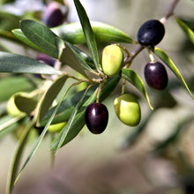 Load image into Gallery viewer, Olive | Koroneiki
