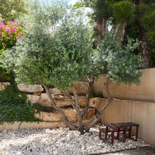 Load image into Gallery viewer, Olive | Del Morocco