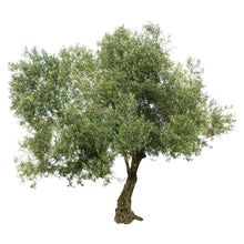 Load image into Gallery viewer, Olive | Manzanillo