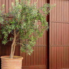 Load image into Gallery viewer, Olive | Bambalina Dwarf Ornamental