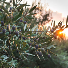 Load image into Gallery viewer, Olive | Koroneiki