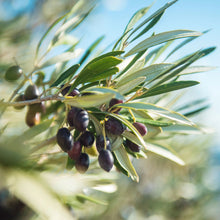 Load image into Gallery viewer, Olive | Koroneiki
