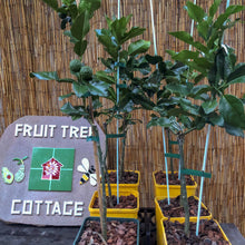 Load image into Gallery viewer, Lime | Kaffia