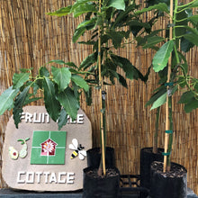 Load image into Gallery viewer, Avocado | Hazzard (Semi-Dwarf)