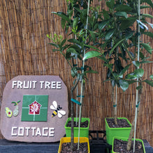 Load image into Gallery viewer, Mandarin | Honey Murcott