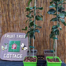 Load image into Gallery viewer, Lemon | Meyer