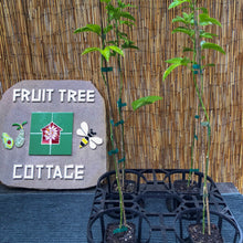 Load image into Gallery viewer, Passionfruit | Flamenco