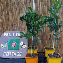 Load image into Gallery viewer, Lime | Kaffia