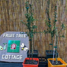 Load image into Gallery viewer, Lime | Finger Lime