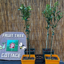 Load image into Gallery viewer, Kumquat | Meiwa