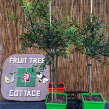 Load image into Gallery viewer, Lime | Finger Lime