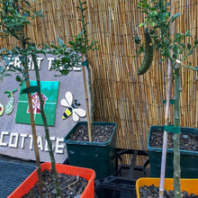 Load image into Gallery viewer, Lime | Finger Lime