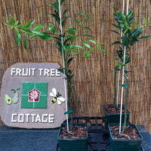 Load image into Gallery viewer, Mandarin | Imperial