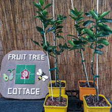 Load image into Gallery viewer, Lime | Tahitian