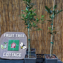 Load image into Gallery viewer, Kumquat | Nagami