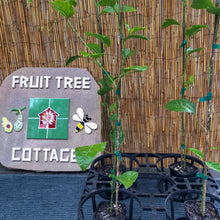 Load image into Gallery viewer, Passionfruit | Sweetheart