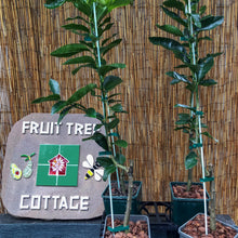 Load image into Gallery viewer, Lime | Tahitian