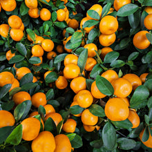 Load image into Gallery viewer, Mandarin | Fremont