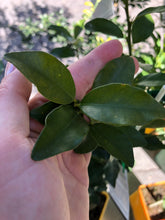 Load image into Gallery viewer, Australian Sunrise Lime | Finger Lime Hybrid