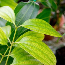 Load image into Gallery viewer, Cinnamon | Cinnamomum Verum